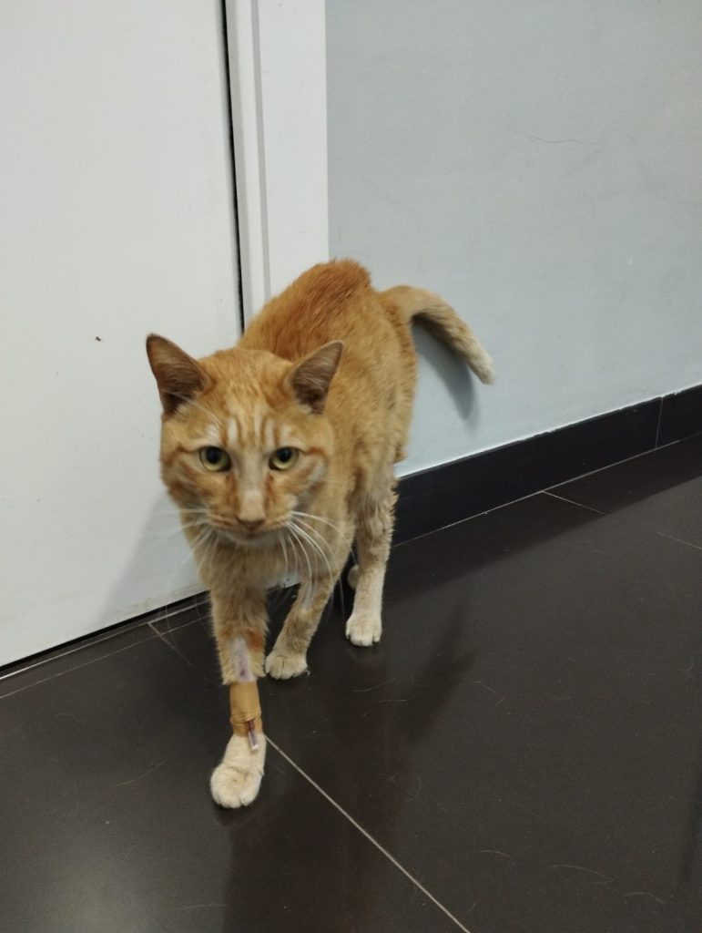 Tigretón al aplegar al veterinari completament desnodrit