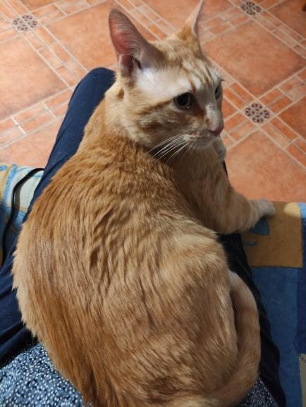 Tigretón amb la seua nova familia en sa casa.